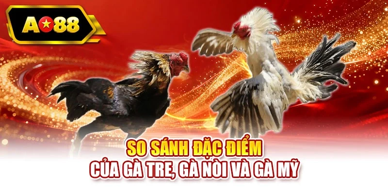 So sánh đặc điểm của gà tre, gà nòi và gà Mỹ