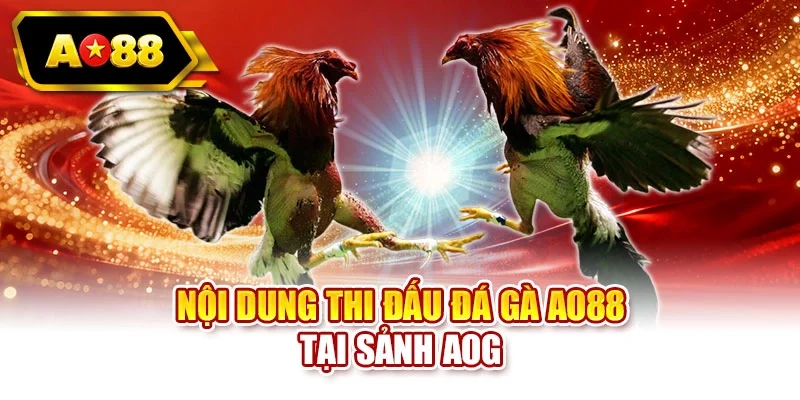 Nội dung thi đấu đá gà AO88 tại sảnh AOG