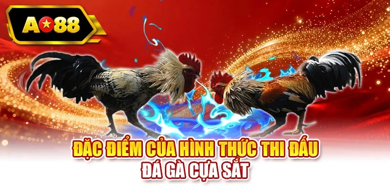Đặc điểm của hình thức thi đấu đá gà cựa sắt