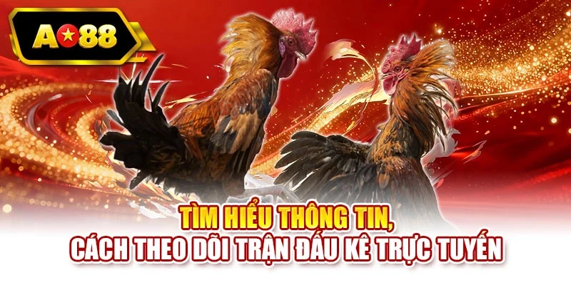 Tìm hiểu thông tin, cách theo dõi trận đấu kê trực tuyến