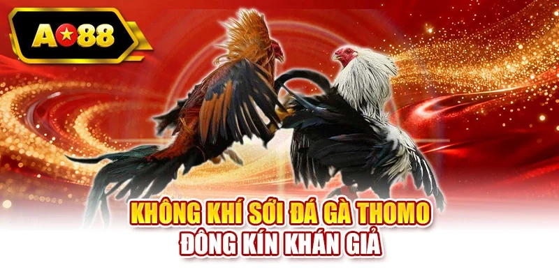 Không khí sới đá gà Thomo đông kín khán giả