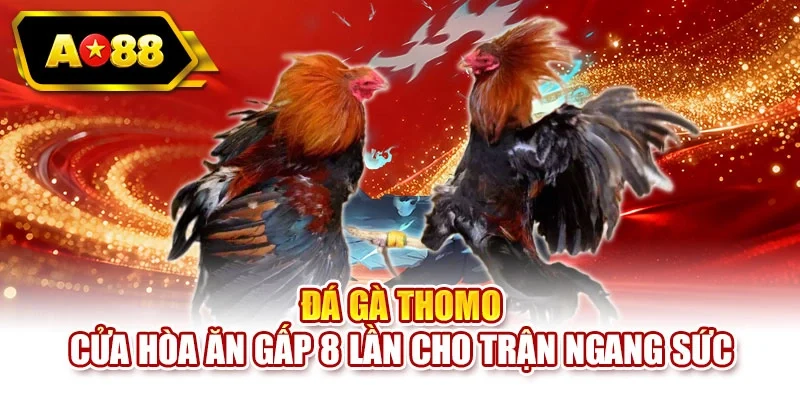 Đá gà Thomo