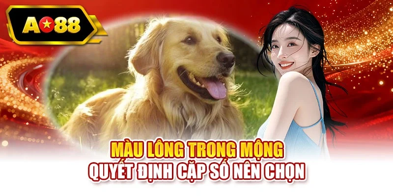 Màu lông trong mộng quyết định cặp số nên chọn